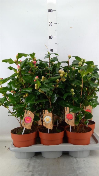 <h4>Camellia   ...mix 3</h4>