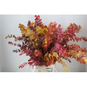 Pres Euca Stuartiana Autumn P Bunch