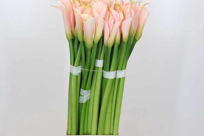 Zantedeschia Eydolls Salmon