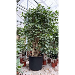 Ficus Benghalensis
