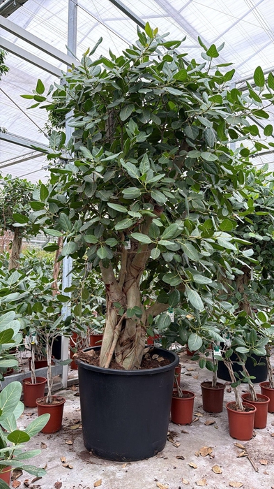 <h4>Ficus Benghalensis</h4>