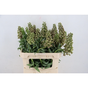 FRIT MAGIC BELLS ARTISTIEK 060CM