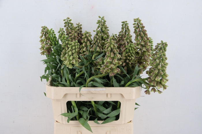 <h4>FRIT MAGIC BELLS ARTISTIEK 060CM</h4>