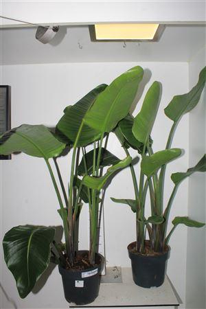 <h4>Strelitzia Nicolai 2-3pp</h4>