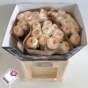 R GR EMMA WOODHOUSE .