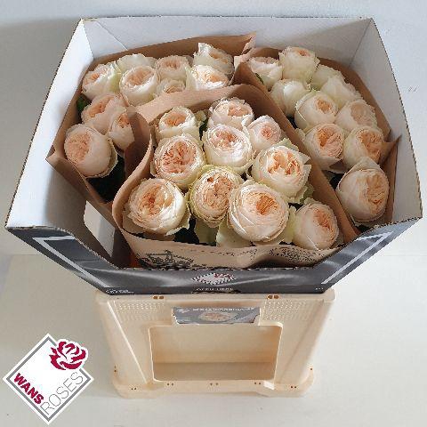 <h4>R GR EMMA WOODHOUSE .</h4>