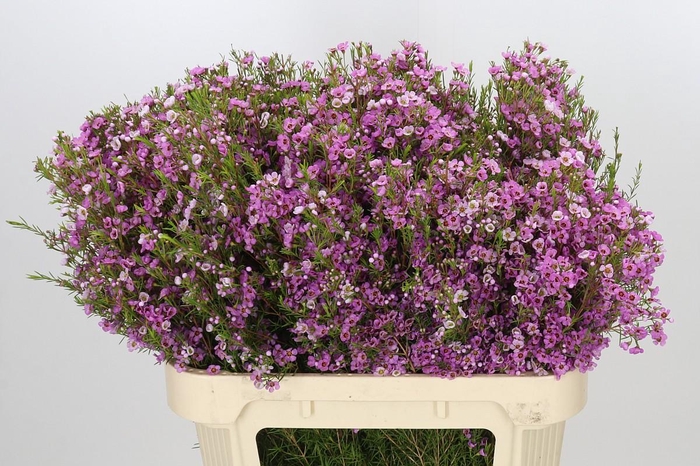 <h4>Chamelaucium Kerryn</h4>