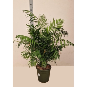 CHAMAED ELEGANS