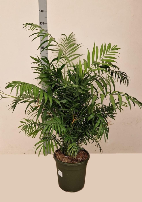 CHAMAED ELEGANS