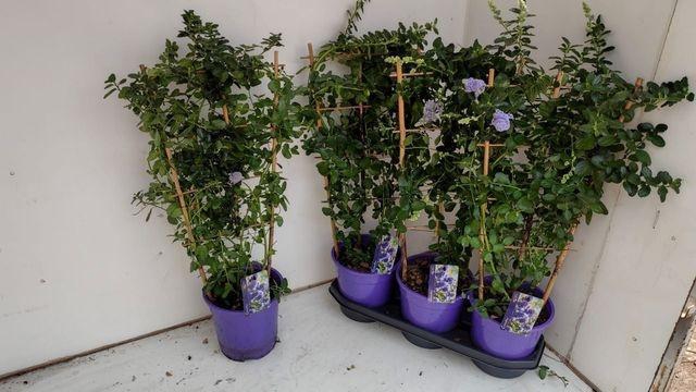 Cean Th Repens