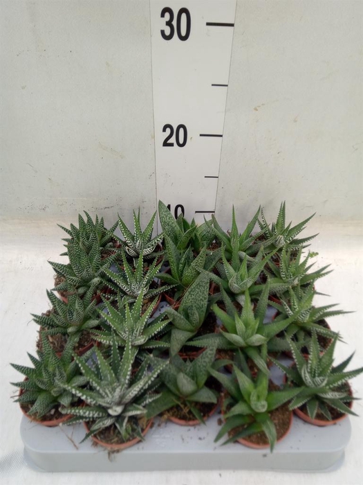 <h4>Aloe   ...mix</h4>