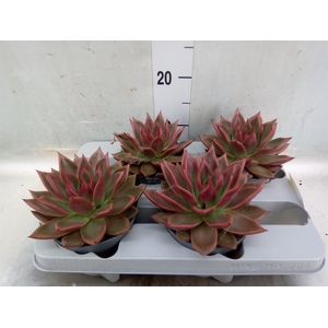 Echeveria   ...