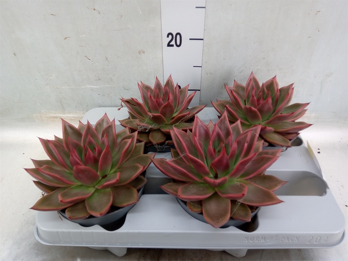 <h4>Echeveria   ...</h4>