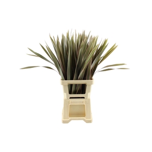 Phormium Rood Abs