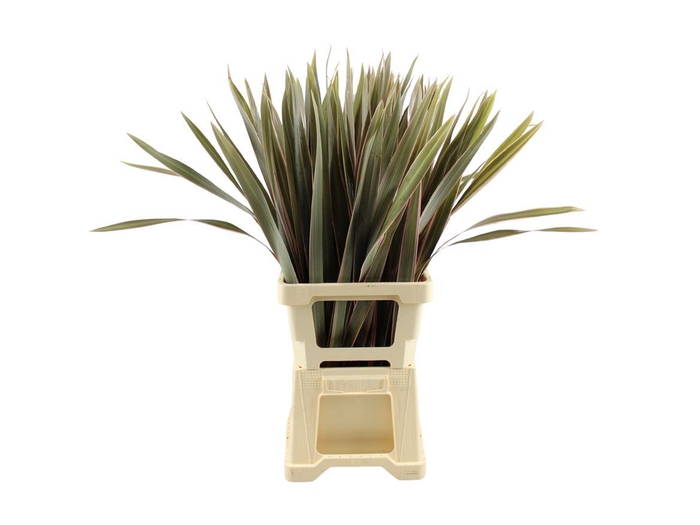 <h4>Phormium Rood Abs</h4>