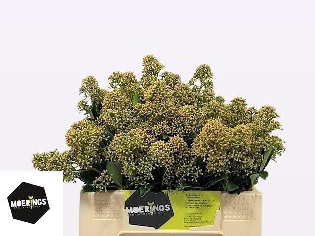 <h4>SKIM J SNOW WHITE BS</h4>