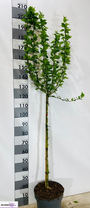 <h4>HIBISCUS SYR WOODBRI</h4>