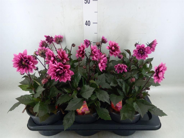 <h4>Dahlia   ...from seeds/cuttings</h4>
