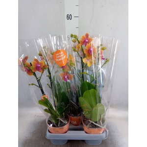 Phalaenopsis multi. 'Ant Bolgheri'