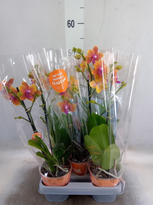 <h4>Phalaenopsis multi. 'Ant Bolgheri'</h4>