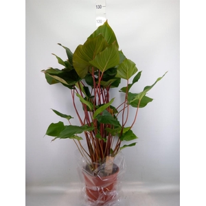 Homalomena rubescens 'Maggy'