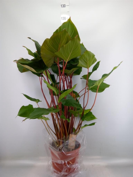 <h4>Homalomena rubescens 'Maggy'</h4>