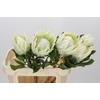 Protea Cyn. Ayoba Arctic Ice