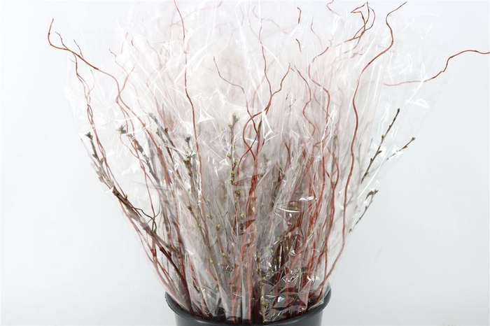 <h4>Bqt Voorjaars Mix</h4>