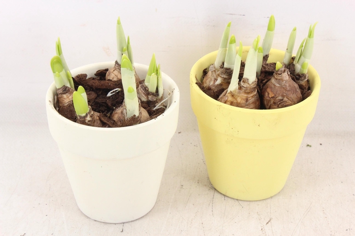 <h4>arr4 Narcis MB - Ker. potje geel/wit x10</h4>