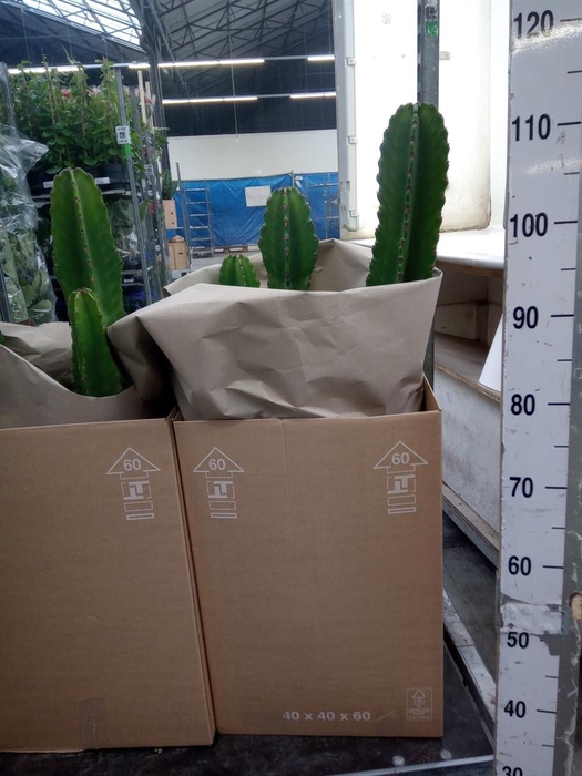 <h4>Euphorbia ingens</h4>