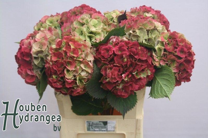 <h4>HYDR M ELBTAL CL</h4>