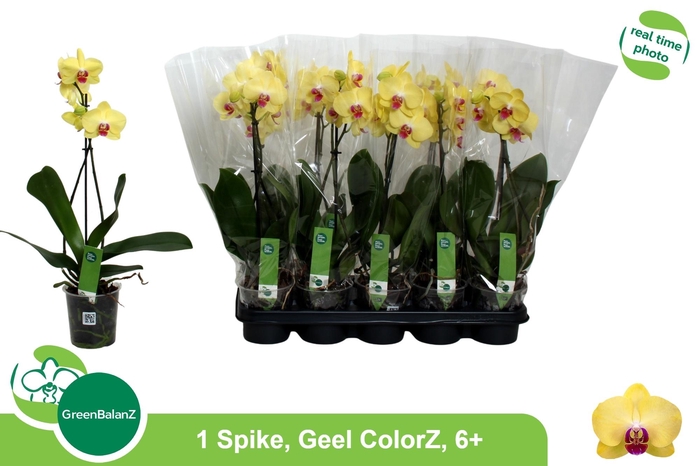 <h4>PHAL OV GEEL</h4>