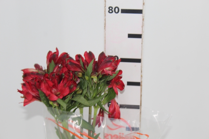 <h4>ALSTROEMERIA MERLOT 080 CM VERMELHO</h4>