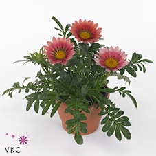 Gazania New Day Pink Shades