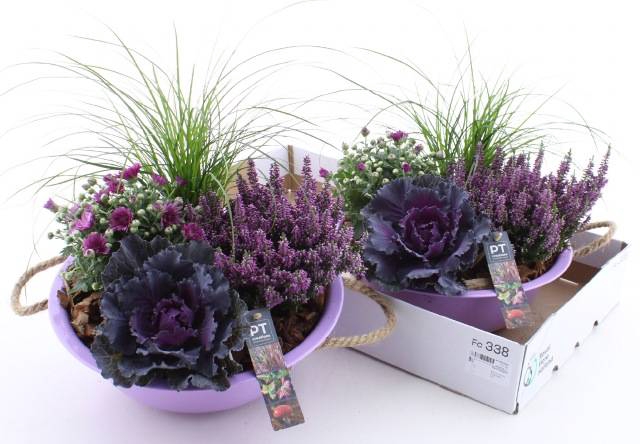 <h4>ARR TUINPLANTEN</h4>