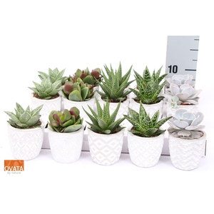 Succulents   ...mix 5