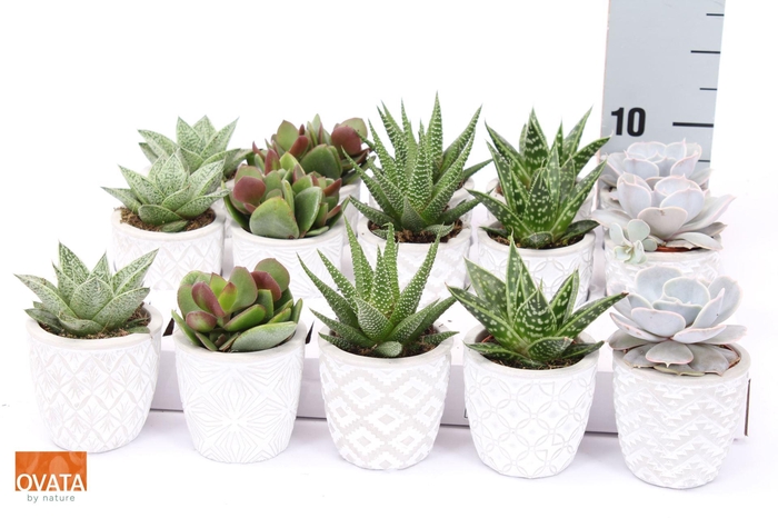 <h4>Succulents   ...mix 5</h4>