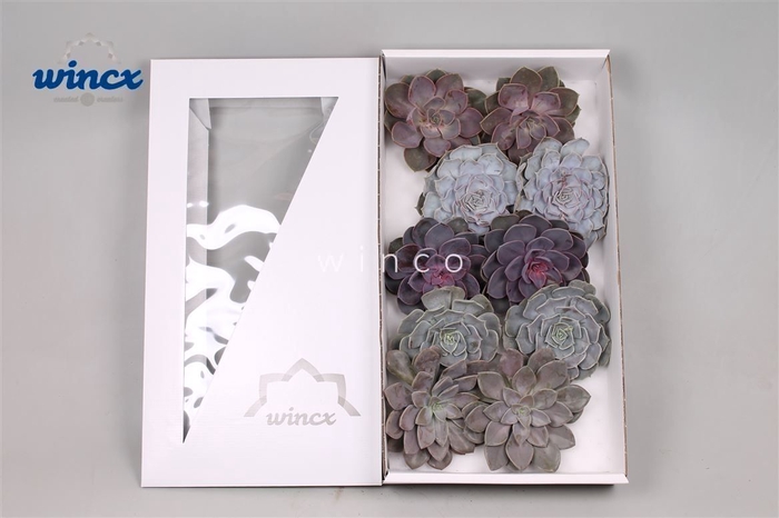 Echeveria Love Mix (wincx) Cutfl (5 Spcs) Wincx-12