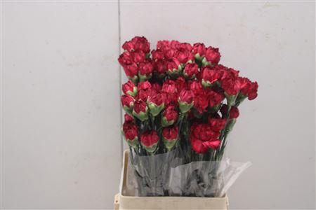 <h4>Di St Granada</h4>