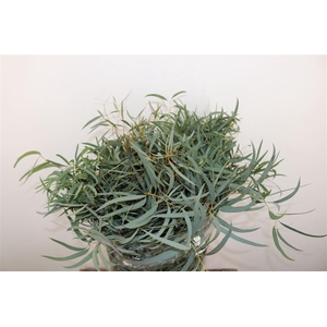 Euca Nicoly 300gr P Bunch