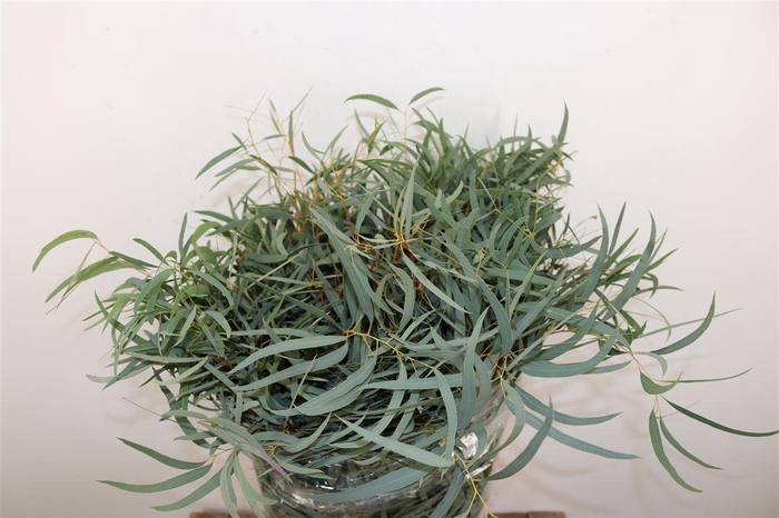 <h4>Euca Nicoly 300gr P Bunch</h4>