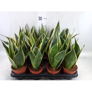 Sansevieria trifa.   ...