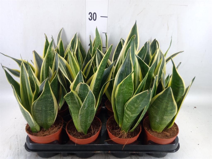 Sansevieria trifa.   ...