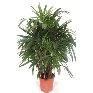 Rhapis excelsa