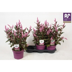 CEL WILD PINK