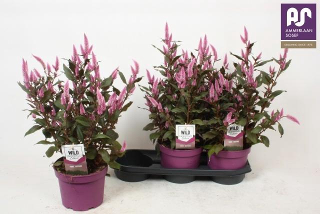 <h4>CEL WILD PINK</h4>