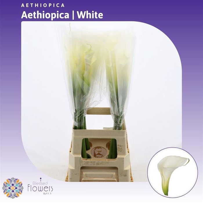 <h4>Aethiopica Overig</h4>