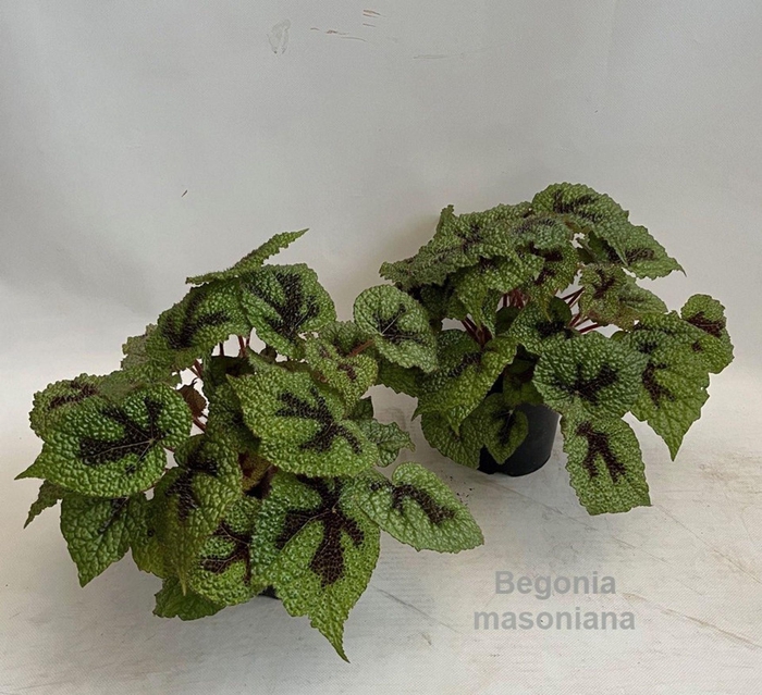 <h4>Begonia masoniana</h4>
