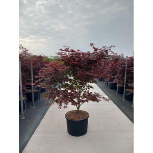 Acer pal. 'Atropurpureum'