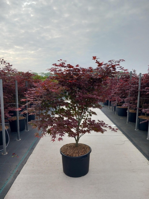 <h4>Acer pal. 'Atropurpureum'</h4>